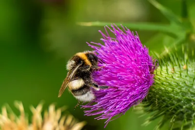 Kasteeltuin Hemmen-6773