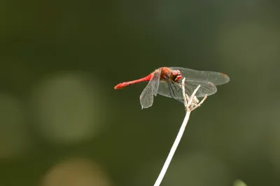 Kasteeltuin Hemmen-6773