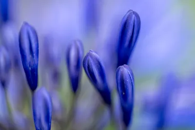 Blauwe belofte