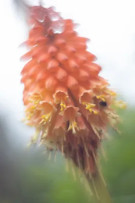 Oranje boven