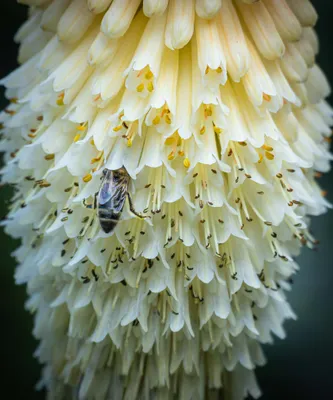 2026-07-26 Zelfontspanners Kasteeltuin Hemmen 01