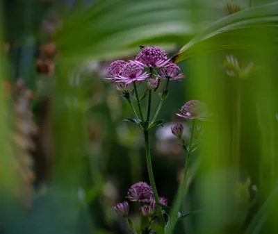 2026-07-26 Zelfontspanners Kasteeltuin Hemmen 02