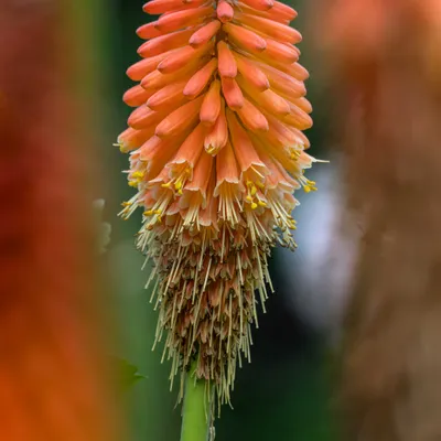 2026-07-26 Zelfontspanners Kasteeltuin Hemmen 02