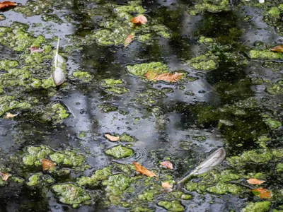 2026-07-26 Zelfontspanners Kasteeltuin Hemmen 05