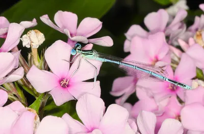 Blauwe breedscheenjuffer