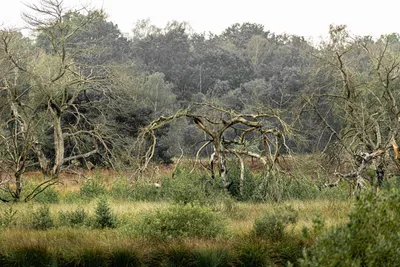 Bergen Maasduinen 01
