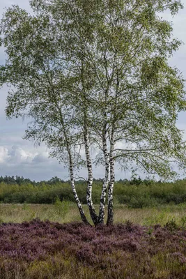 Bergen Maasduinen 01