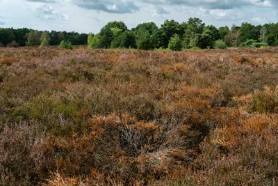 Bergen Maasduinen 01