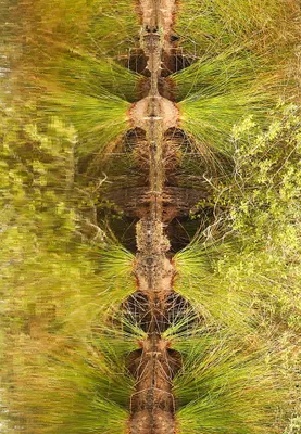 verticaal spiegelbeeld