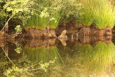 spiegelbeeld
