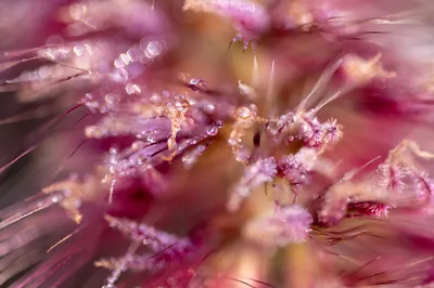 Dauw in roze droom