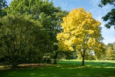 Herfstgloed in het park
