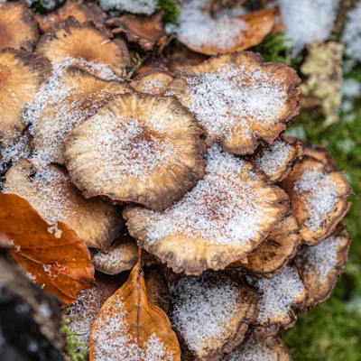 2 Inge Pfeil Hemelseberg 7