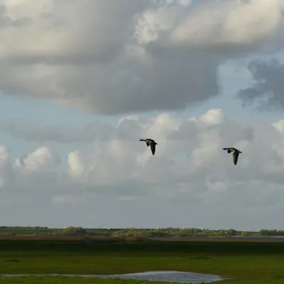 2017 04 15apr Eeemnes Eemland wandeling 011