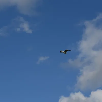 2017 04 15apr Eeemnes Eemland wandeling 014