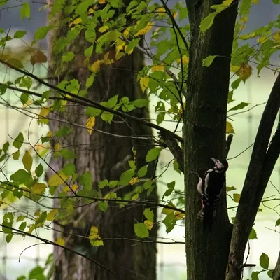 2019 10 20 Anholter Schweiz Isselburg 07 web