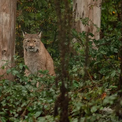 2019 10 20 Anholter Schweiz Isselburg 15 web