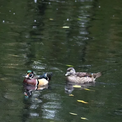 2019 10 20 Anholter Schweiz Isselburg 22 web