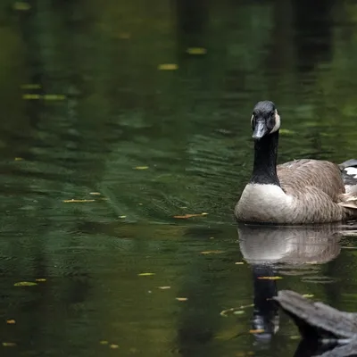 2019 10 20 Anholter Schweiz Isselburg 24 web