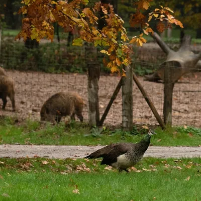 2019 10 20 Anholter Schweiz Isselburg 27 web