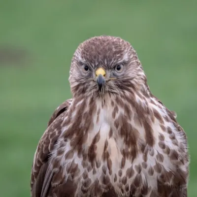 20190110 vogels 1100051