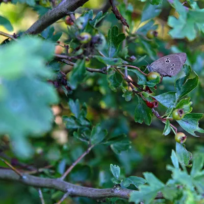2020 07 26 DSC 1517 bew01L02 uitsnede Voorst BeekzichtIJssel