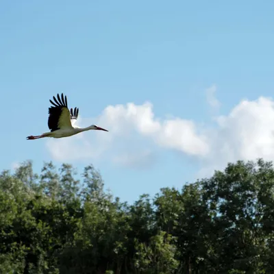 2020 07 26 DSC 5106 bew01L02 Voorst BeekzichtIJssel