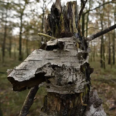 2023 11 19nov Loenermark DSC 4367