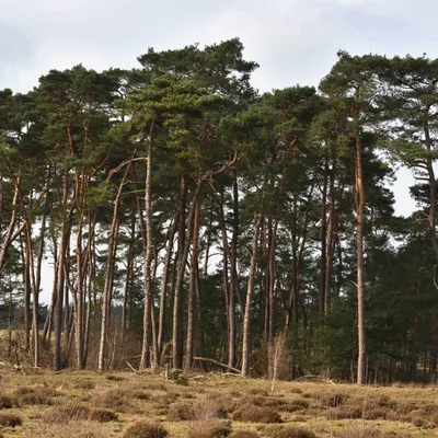 2024 02 25feb WekeromseZand Zont ND750 GC30 DSC 3084