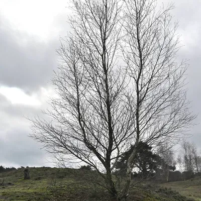 2024 02 25feb WekeromseZand Zont NZ6II 14 30mm GC30 DSC 5376