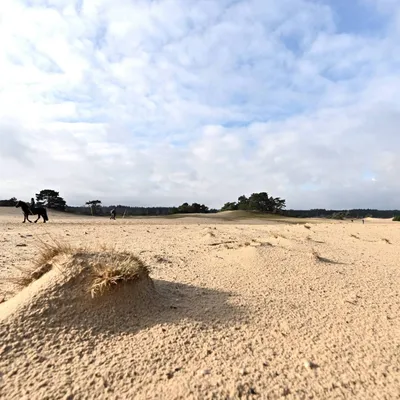 2024 02 25feb WekeromseZand Zont NZ6II 14 30mm GC30 DSC 5380