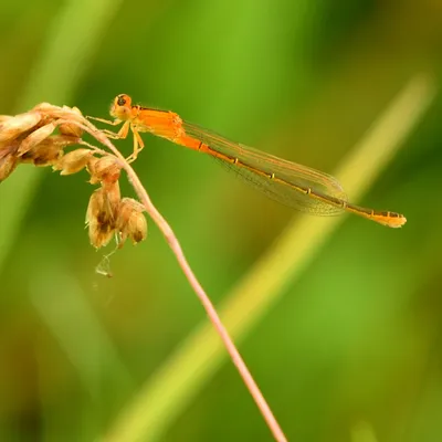 2024 07 21jul Werftweg Bennekom 30cm DSC 3186 02