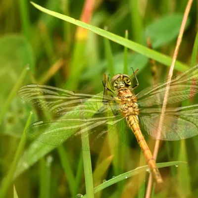 2024 07 21jul Werftweg Bennekom 30cm DSC 3191
