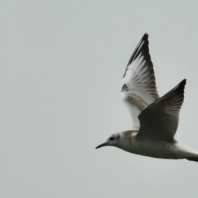 2024 07 21jul Werftweg Bennekom ND500 200 500mm GK30 DSC 3271