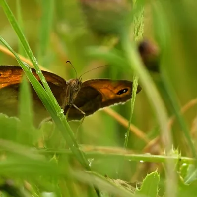 2024 07 21jul Werftweg Bennekom ND500 200 500mm GK30 DSC 3303 02