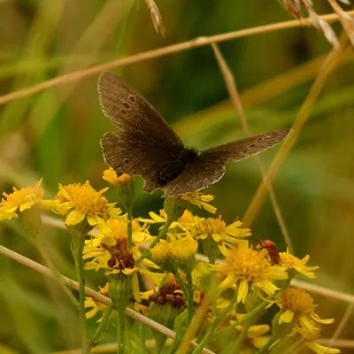 2024 07 21jul Werftweg Bennekom ND500 200 500mm GK30 DSC 3363