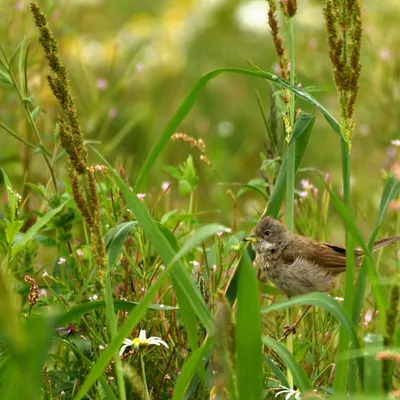 2024 07 21jul Werftweg Bennekom ND500 200 500mm GK30 DSC 3397