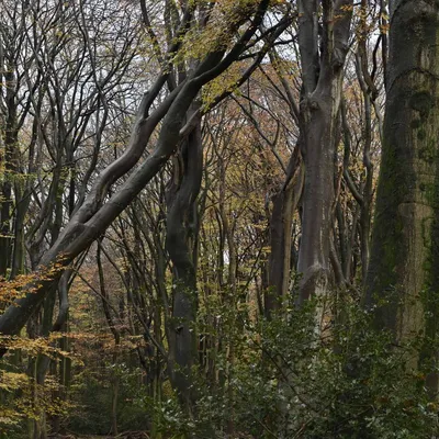 2024 11 17nov Speulderbos01 Zont NZ6II HC DSC 1653