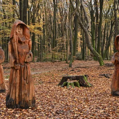 2024 11 17nov Speulderbos03 Zont NZ6II HC DSC 1660 02