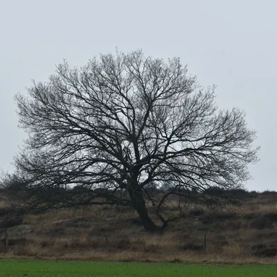 2024 12 15dec Otterlo PlankenWambuis Zont HC DSC 4458 010