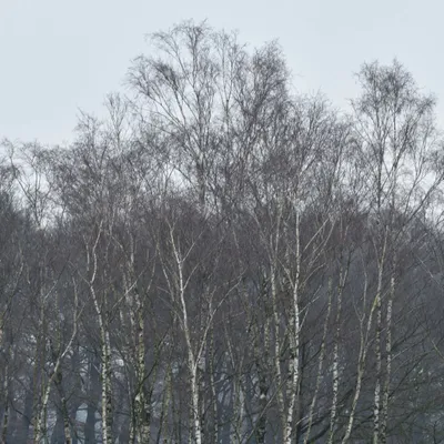 2024 12 15dec Otterlo PlankenWambuis Zont HC DSC 4487 018