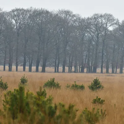 2024 12 15dec Otterlo PlankenWambuis Zont HC DSC 4491 020