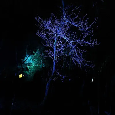 2025 01 03jan Orientales BergenDal NZ6III HC DSC 0845 001