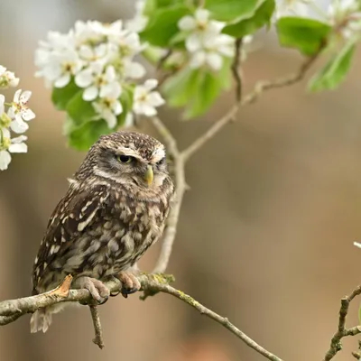 2025 04 13apr0930u Lunteren DeValk Zont GC DSC 3043 02