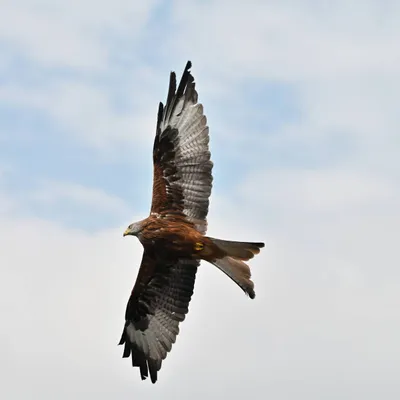 2025 04 13apr0930u Lunteren DeValk Zont GC DSC 4595 02