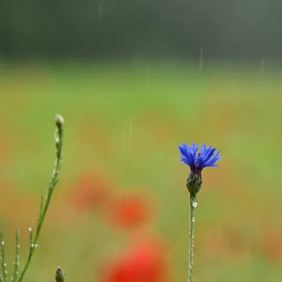 2025 05 25mei Arboretum Wageningen mo GK DSC 5403 02