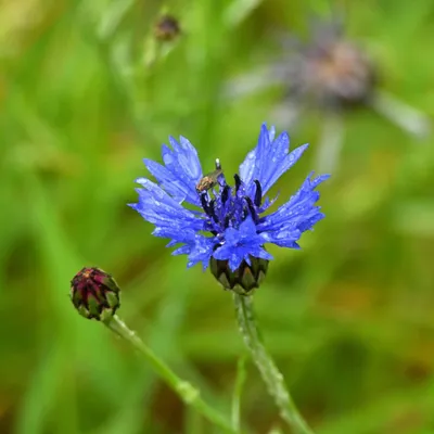 2025 05 25mei Arboretum Wageningen mo GK DSC 5427