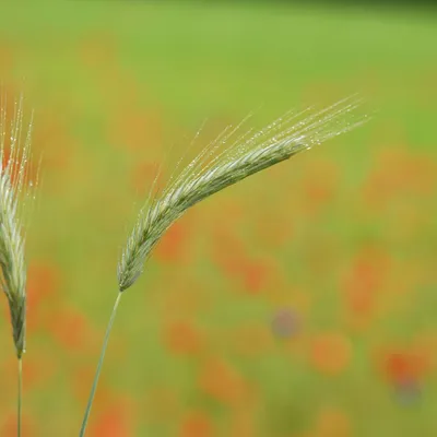 2025 05 25mei Arboretum Wageningen mo GK DSC 5440