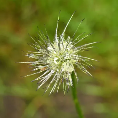 2025 05 25mei Arboretum Wageningen mo GK DSC 5529 02 Kopie