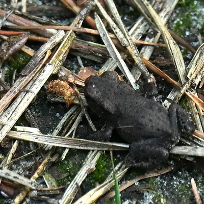 2025 07 17jul Stippelberg DeRips DSC 7012 02